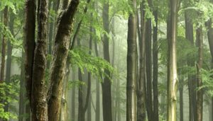 La Forêt et l’Eau