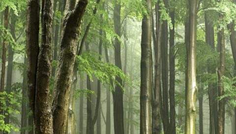 La Forêt et l’Eau