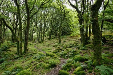 Le comportement social des arbres