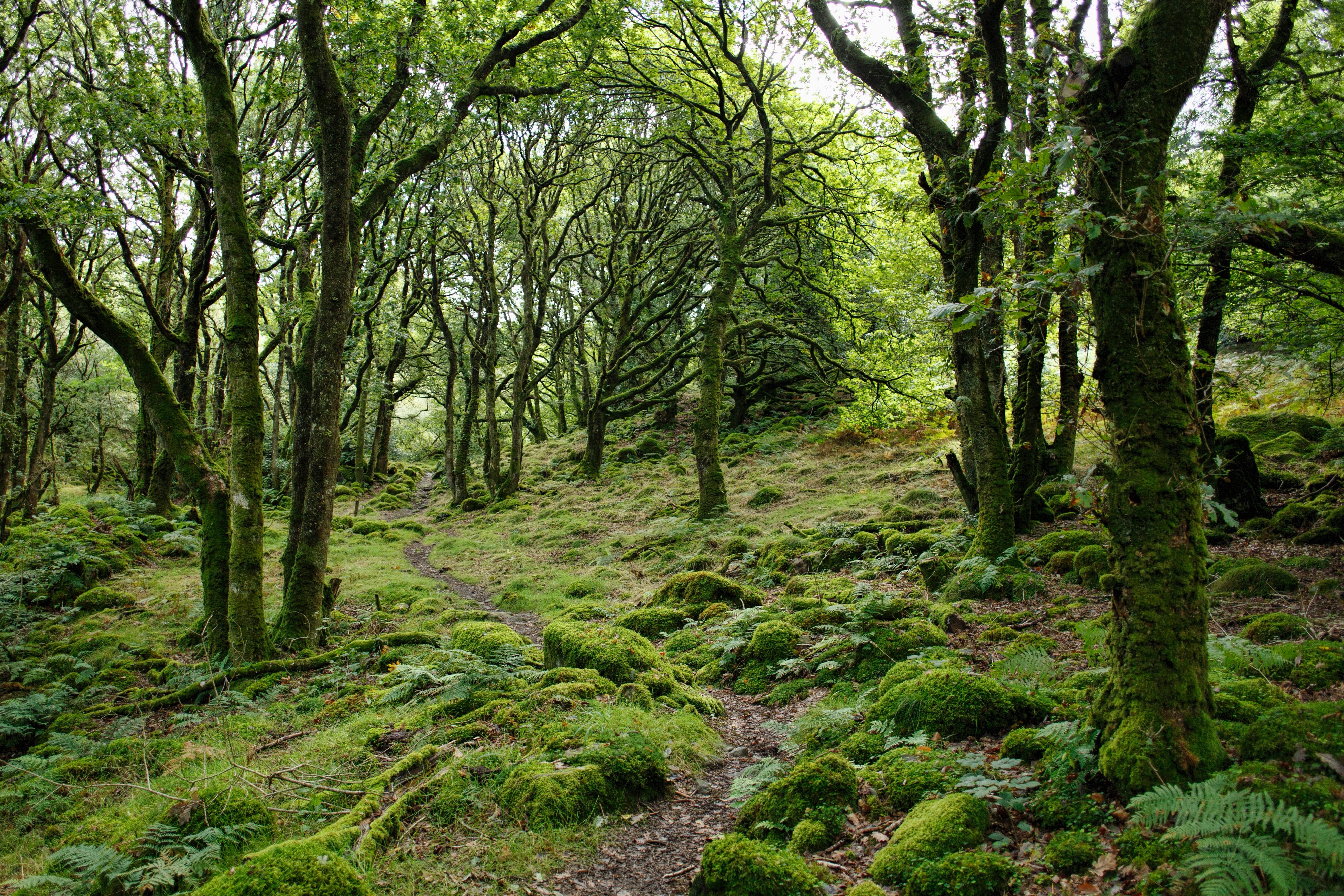 forêt bien-être santé géobiologie